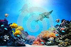 Underwater scene. Coral reef, fish groups