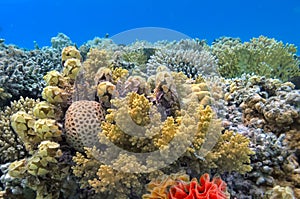 Underwater scene with coral reef and fish photographed in shallow water