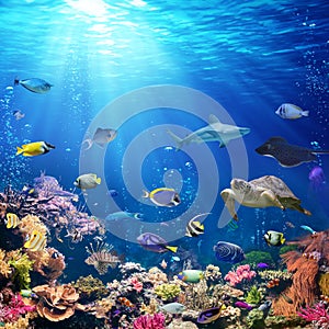 Underwater Scene With Coral Reef photo