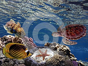 Underwater scene. Coral reef and turtle in clear ocean water