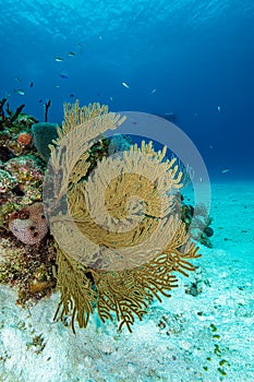 Underwater scene with corals, fish and diver silhouette