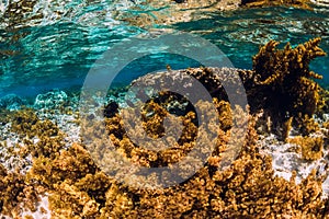 Underwater scene with corals and seaweed in tropical sea