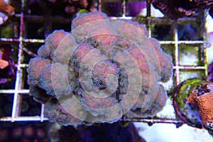 Underwater scene of Pocillopora damicornis SPS coral