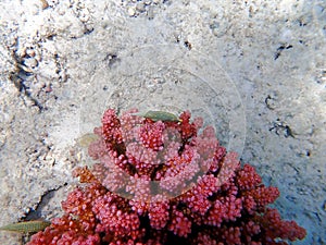 Underwater scene of Pocillopora damicornis SPS coral