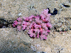 Underwater scene of Pocillopora damicornis SPS coral