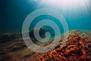 Underwater scene with red seaweed at rocks and sun rays in sea