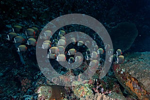 Underwater scene schooling fish aceh indonesia scuba