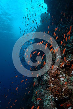 Underwater scene schooling fish aceh indonesia scuba