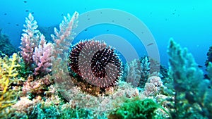 Underwater scene Sea urchin in a colourful reerf