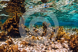 Underwater scene with seaweed and coral in ocean