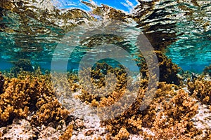 Underwater scene with seaweed in tropical sea