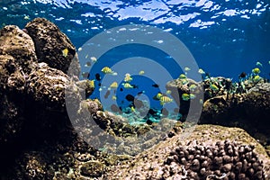 Underwater scene with stones and tropical fish. Blue ocean