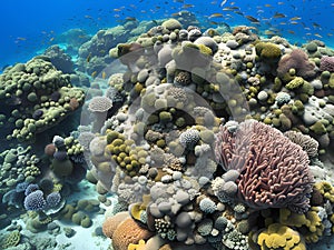 underwater scene with tropical coral reef in the red sea. egypt