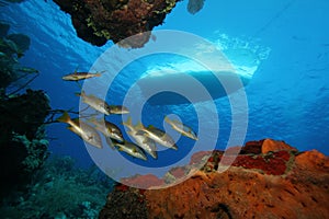 Underwater scene of tropical fish and boat