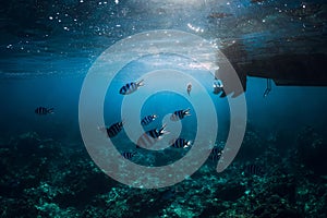Underwater scene with fish, bottom of boat with sunlight in blue ocean