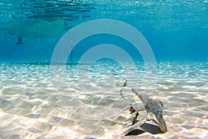 Underwater scene in tropical sandy beach, Koufonisi island, Crete.