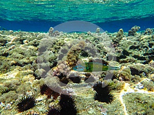 Underwater Scene - Tropical Seabed With Reef And Sunshine, underwater blue ocean wide background with reef sea bottom, Real natura