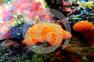 Underwater scene of vase sea squirt - Ciona intestinalis