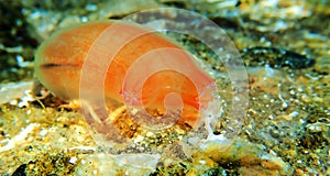 Underwater scene of vase sea squirt - Ciona intestinalis