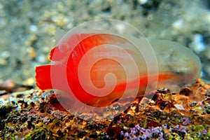 Underwater scene of vase sea squirt - Ciona intestinalis