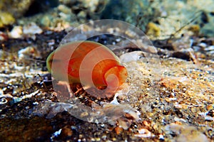 Underwater scene of vase sea squirt - Ciona intestinalis