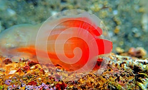 Underwater scene of vase sea squirt - Ciona intestinalis