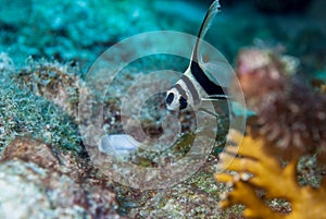 Underwater scene with a wild juvenile spotted drum while seen SCUBA diving