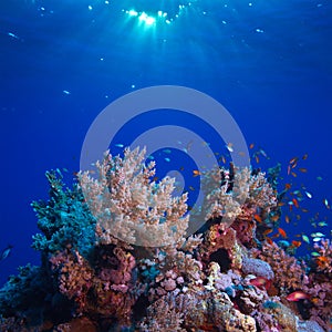 Underwater scenery beautiful coral reef full of colorful fish photo