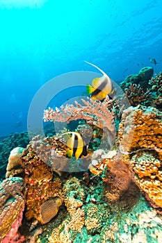 Underwater scenery of the Red Sea.