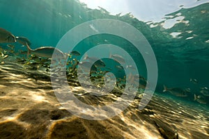 Underwater scenery in the Red Sea.