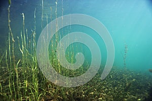 Underwater scenery in the river