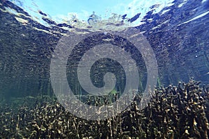 Underwater scenery in river diving