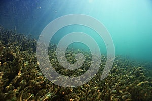Underwater scenery in the river
