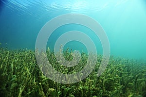 Underwater scenery in the river