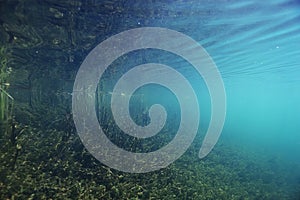 Underwater scenery in the river