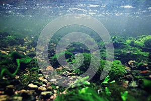 Underwater scenery in river water