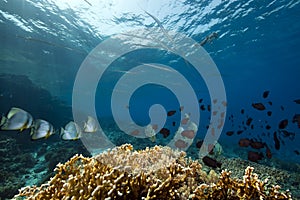 Underwater scenery at Yolanda reef