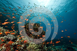 Underwater scenery at Yolanda reef