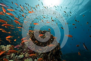 Underwater scenery at Yolanda reef