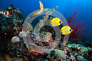 Underwater scenic moment with satlwater reef fishes