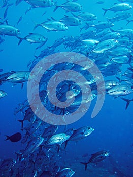 Underwater school of trevally fish