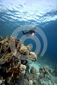 Underwater : Scuba-Diver & coral reef