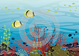 Underwater sea - Corals and fishes