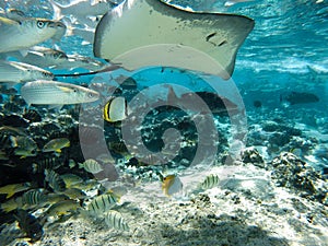 Underwater sea creatures stingray in Tahiti