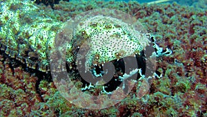 Underwater Sea Cucumber or Teripang