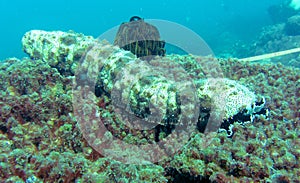 Underwater Sea Cucumber or Teripang photo