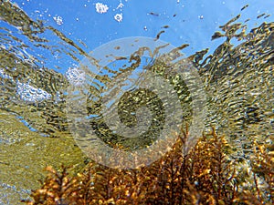 UNDERWATER sea level photo. Colorful seaweed from marine life of the Voutoumi beach, ANTIPAXOS island, Greece.