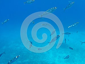 UNDERWATER sea level photo. Marine life of the Voutoumi beach, ANTIPAXOS island, Greece.