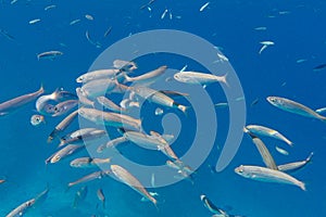 UNDERWATER sea level photo. Small fishes in marine life of the Aponissos beach, Agistri island, Saronic Gulf, Attica, Greece