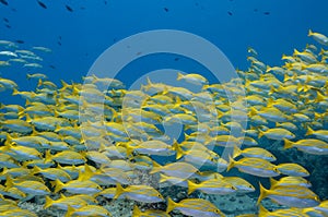 Underwater sea life, School of tropical yellow fish Bengal Snapper  Lutjanus bengalensis , Seychelles